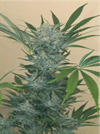 Buy Black D.O.G. Seeds: Fast, Easy & Potent