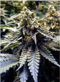 Buy Premium Chocolate Mint OG Seeds Fast