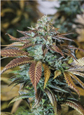 Buy Lemon Kush Headband Online | Effortless Delivery