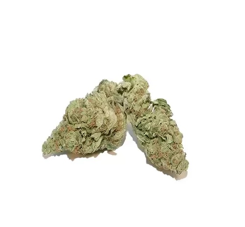 Lava Cake Hybrid Flower